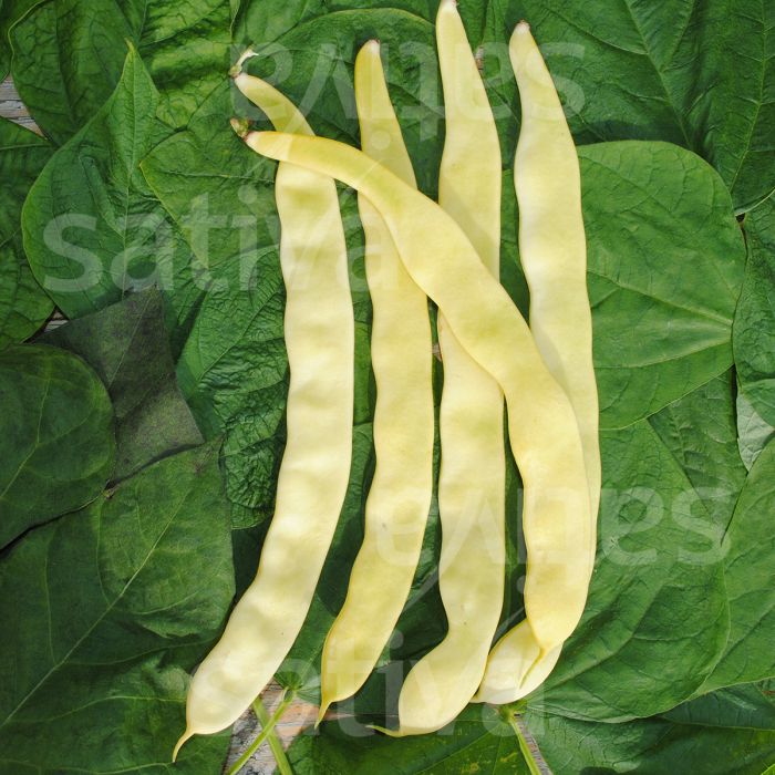 GOLDFIELD CLIMBING BEAN - SATIVA bo71