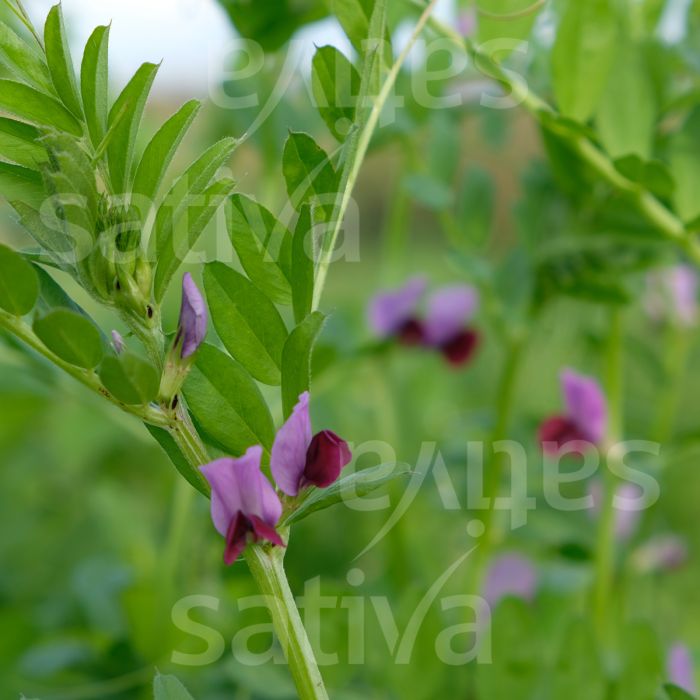 WINTER VETCH - 18g