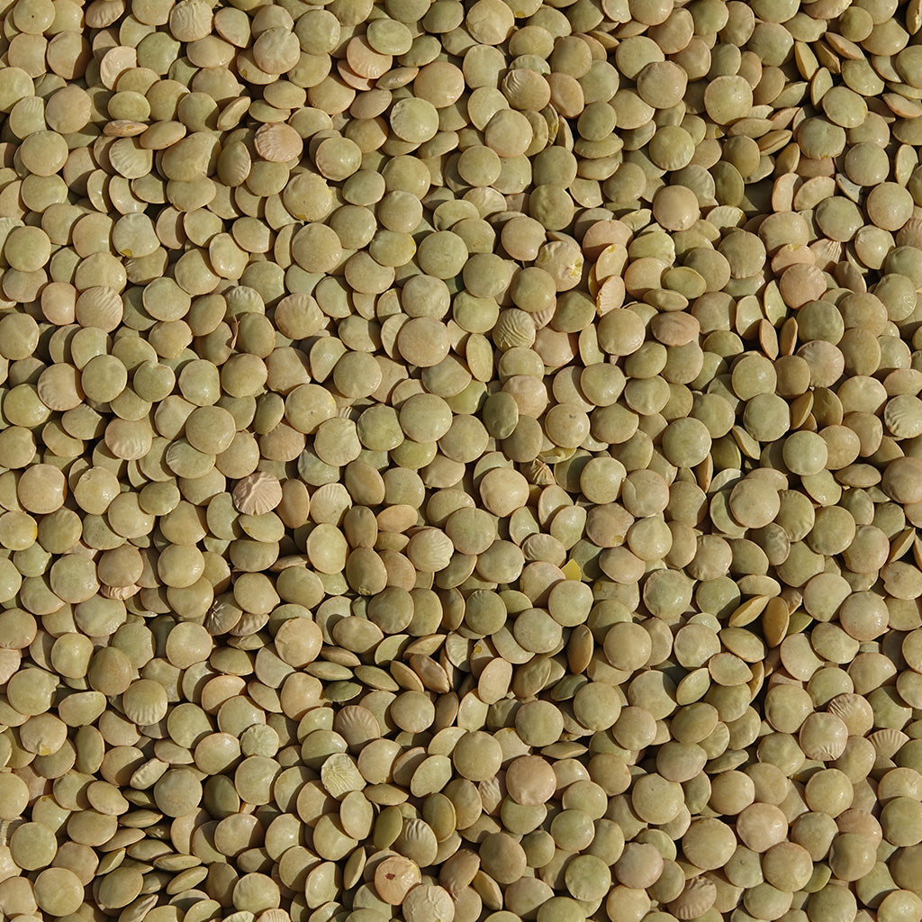 COMMON WRINKLED CHICKPEA - BIOSEED 1603