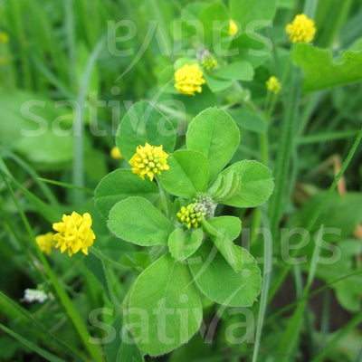 Erba medica lupulina - gr32