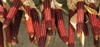 Malattia del marciume dei semi di mais dolce – suggerimenti per Malattia del marciume dei semi di mais dolce – suggerimenti per