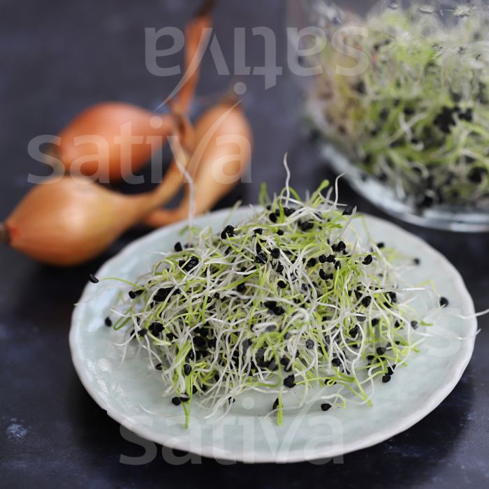 YELLOW SQUARE D'ASTI PEPPER - SATIVA pa28