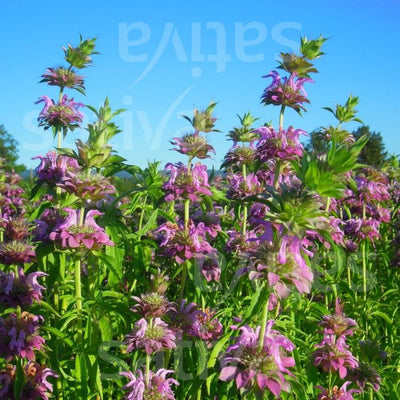 Monarda Citriodora - kr76