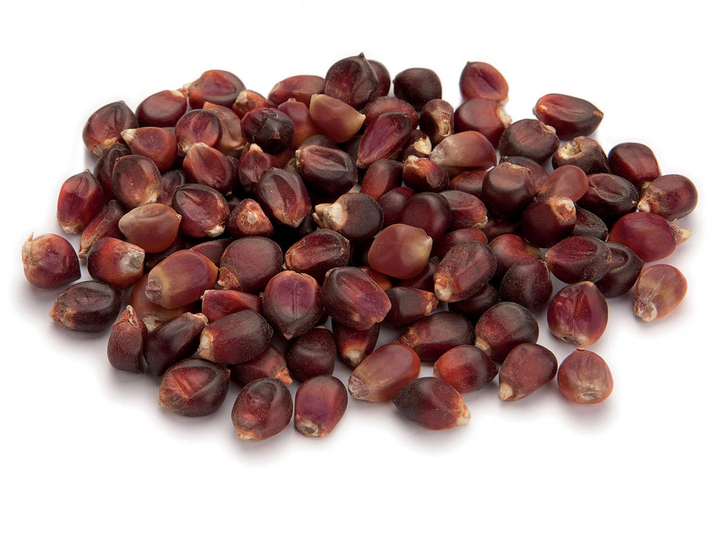 MAIS PIGNOLETTO  NERO NON TRATTATO - SEME SELEZIONATO -  provenienza 100% italiana