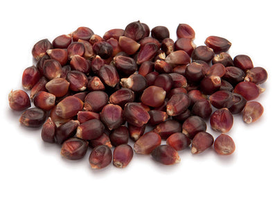 MAIS PIGNOLETTO  NERO NON TRATTATO - SEME SELEZIONATO -  provenienza 100% italiana