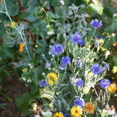 MEADOW FOR BEES - SATIVA gr57