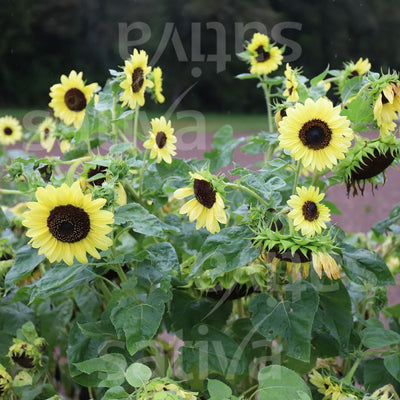 Girasole 'Primrose' - Fiore annuale - b144