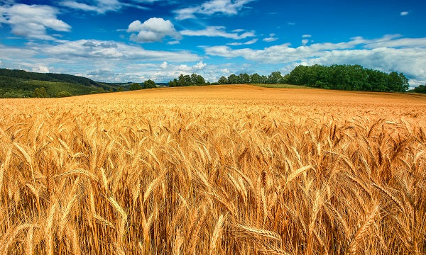 GRANO TENERO RISCIOLA BIO