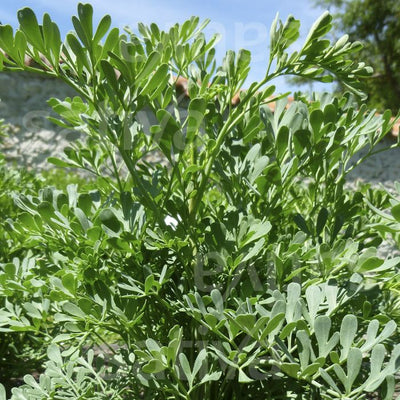 St. John's wort - SATIVA kr19