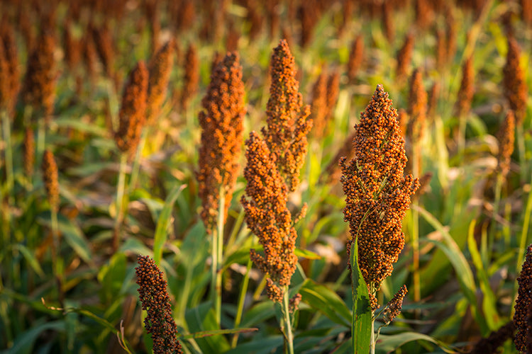 SORGO DA FORAGGIO NON TRATTATO varietà PIPER