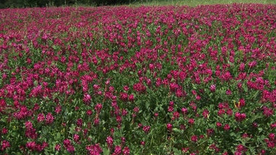 CORN MIXTURE OF OLD VARIETIES