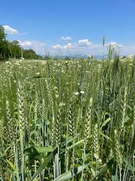 GRANO TENERO SAN DOMINO