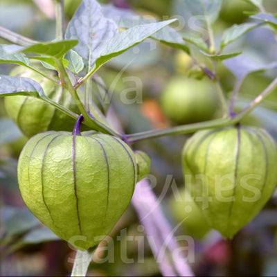 Tomatillo 'Purple' - Tomatillo - SG10