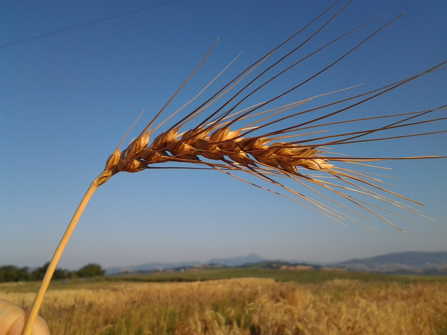 MAJORCA SOFT WHEAT 