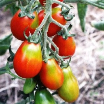 POMODORO ROSSO PICCOLO DI BASILEA - SATIVA to11