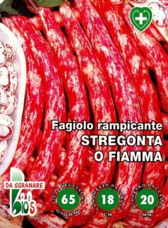 FAGIOLO RAMPICANTE DA SGRANARE STREGONTA FIAMMA- BIOSEME 2322