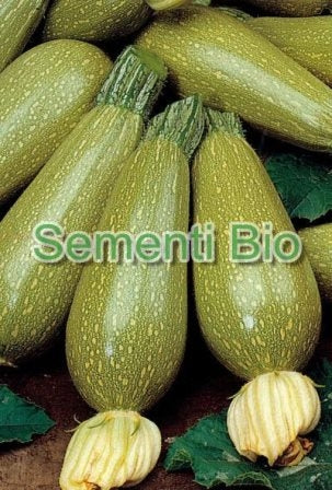 ZUCCHINO BOLOGNESE - BIOSEME 4375