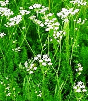 CUMINO - BIOSEME AR26