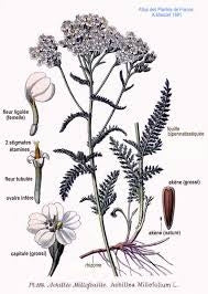 FIORI ESICCATI DI ACHILLEA M.