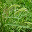 Dissuasore per Setaria viridis- 1L