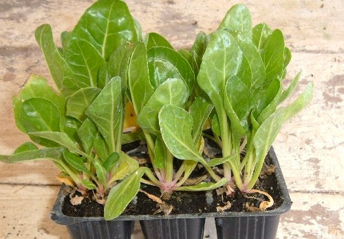 PIANTINI DI BIETA BIO