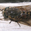 Dissuasore Biodinamico per Tafani- 1 lt 