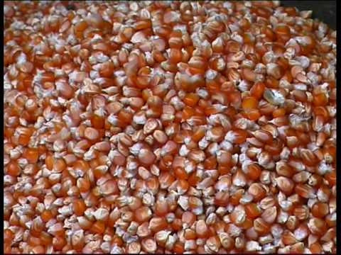 MAIS MARANO VICENTINO