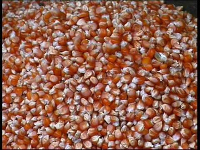 MAIS MARANO VICENTINO