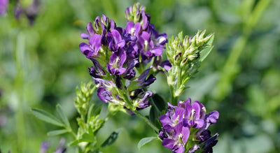 ERBA MEDICA VARIETA' DELTA