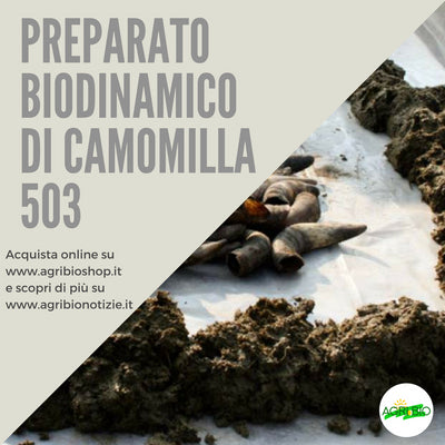 503 PREPARATO DI CAMOMILLA