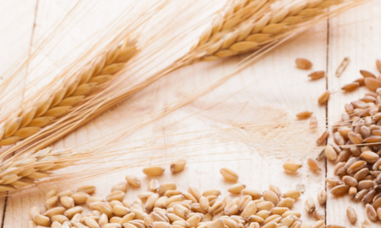GRANO TENERO MAIORCA