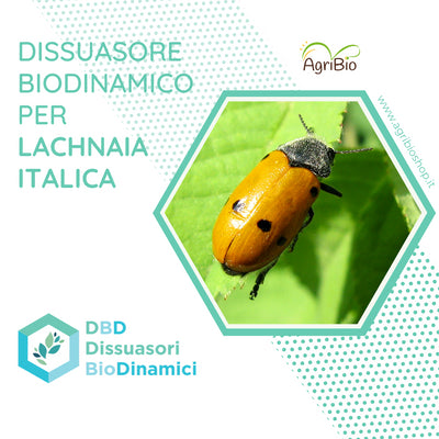 Dissuasore Biodinamico per Lachnaia italica- 1 lt 