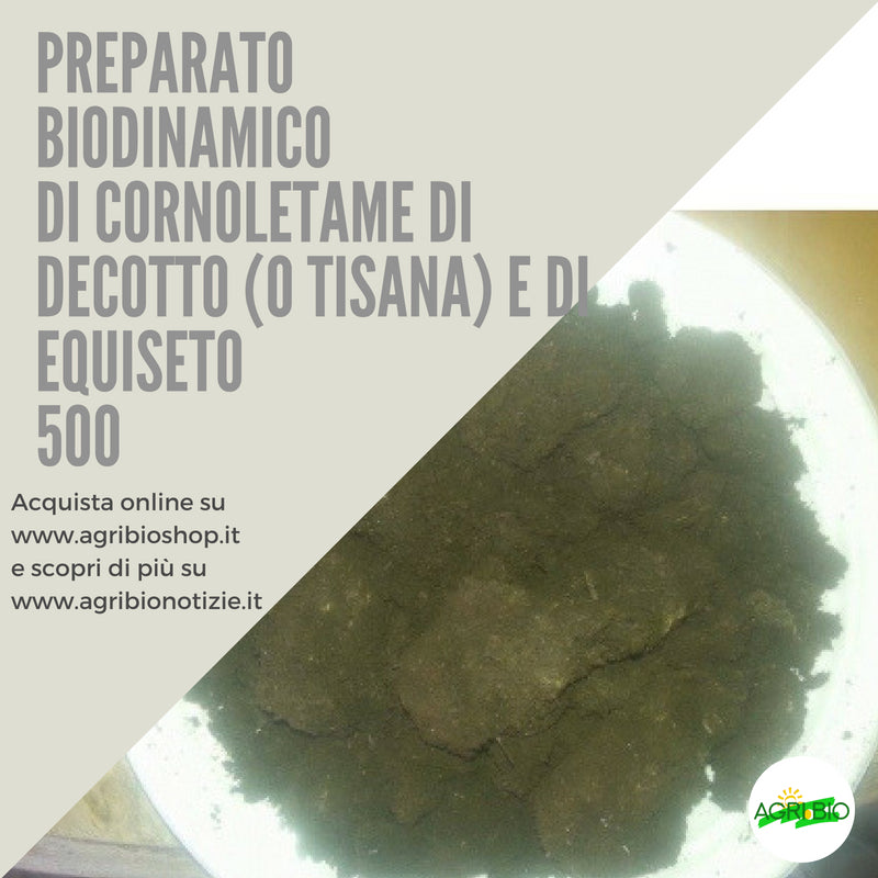 500 CORNOLETAME CON DECOTTO (O TISANA) DI EQUISETO