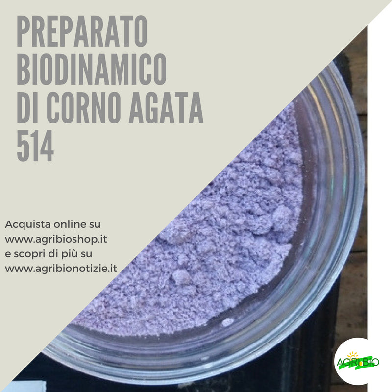 514 CORNO AGATA VIOLA