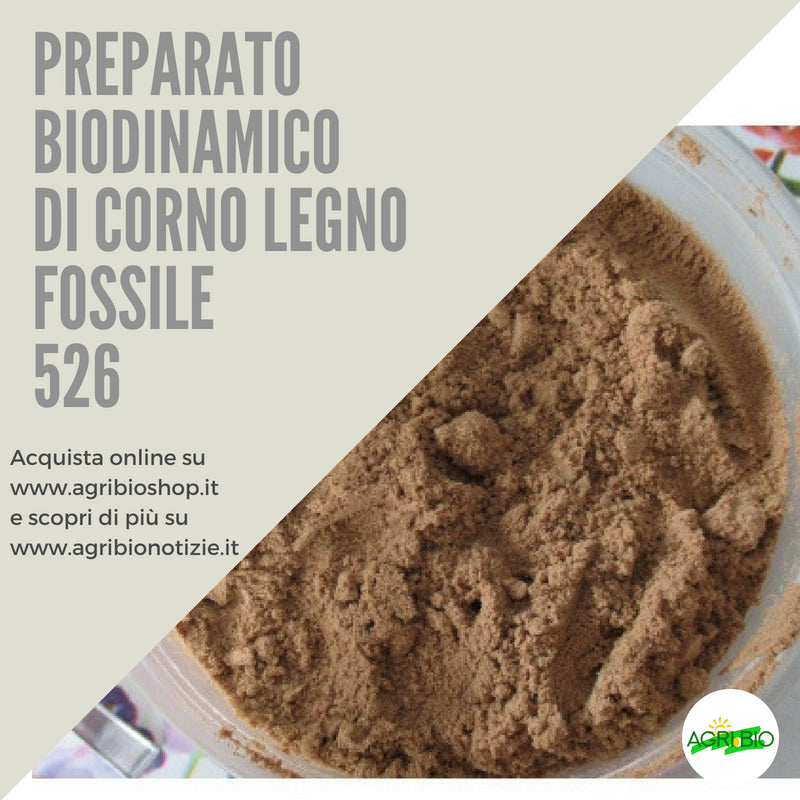 526 CORNO LEGNO FOSSILE