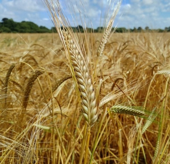 GRANO TENERO BOLOGNA