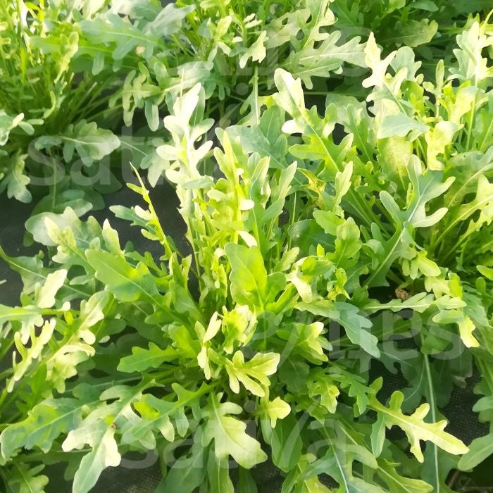 RUCOLA PERENNE LOLA KS - SATIVA kr44