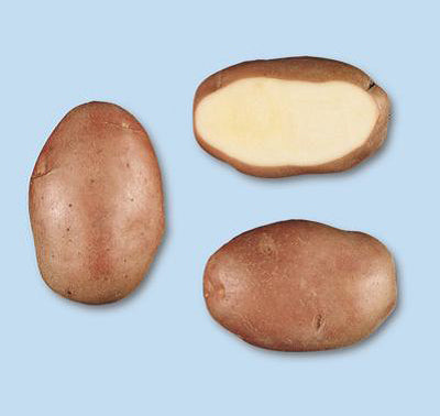 Patata DESIREE pezzatura 40/50