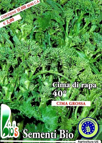 CIMA DI RAPA QUARANTINO