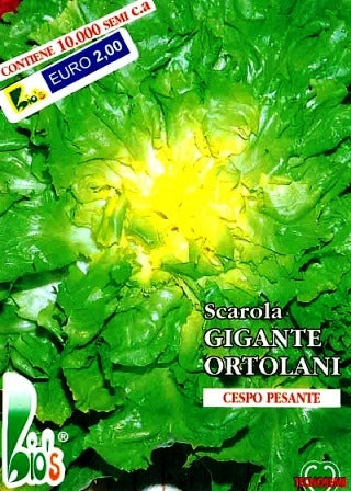 ENDIVIA SCAROLA GIGANTE DEGLI ORTOLANI - BIOSEME 2205