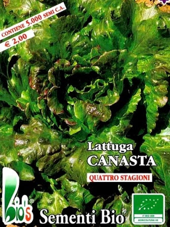 LATTUGA BATAVIA CANASTA - BIOSEME 2727