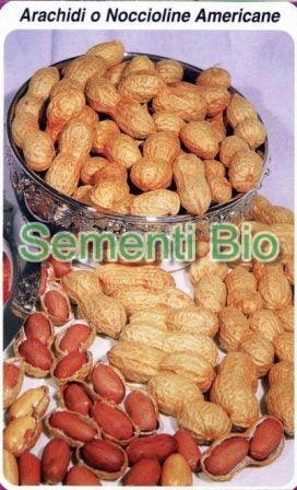 ARACHIDI O NOCCIOLINE AMERICANE - BIOSEME 0301