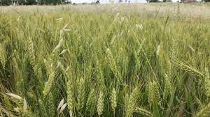 GRANO TENERO BOLERO