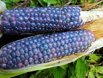 MAIS DA POP CORN BLUE  JADE