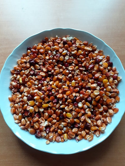 (Rostrato purpureo, pignoletto rosso, storo e nostrano dell'isola)