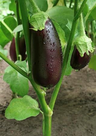 MELANZANA VIOLETTA - SATIVA au10