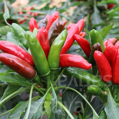 PEPERONCINO POSITANO RS - SATIVA pa46
