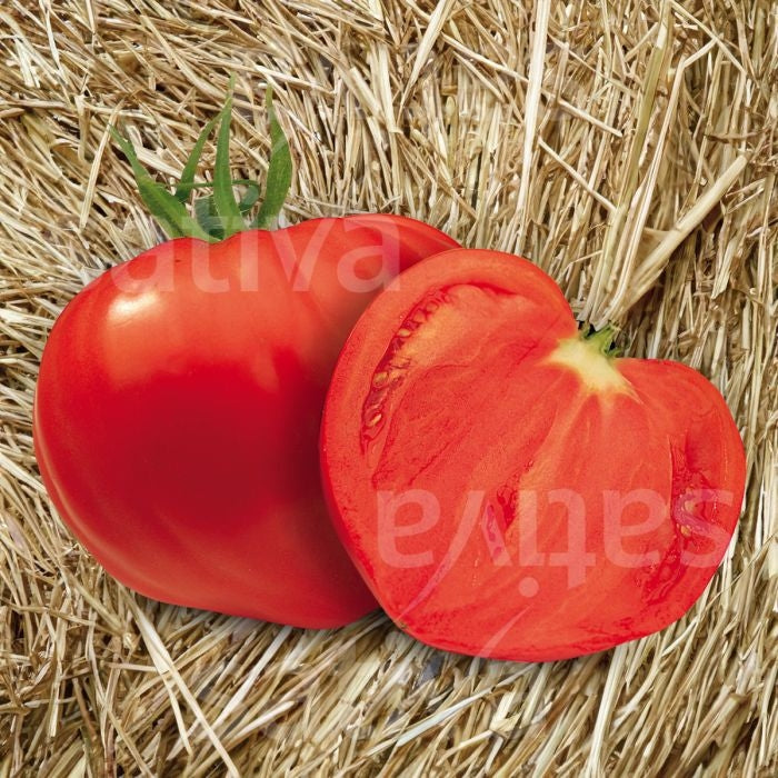 POMODORO COEUR DE BOEUF CARDINAL - SATIVA to36