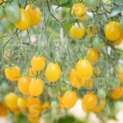 POMODORO DATTERO DATTELWEIN - SATIVA to93