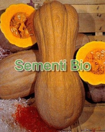ZUCCA BUTTERNUT - VIOLINA RUGOSA - BIOSEME 4450